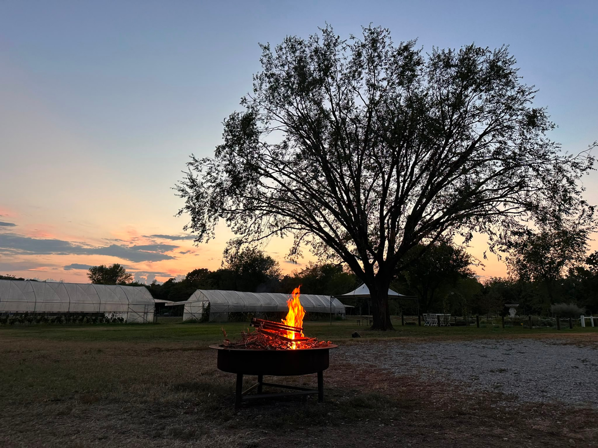 Il fuoco acceso al tramonto sotto il grande albero de L'Orto delle Api, con le serre sullo sfondo