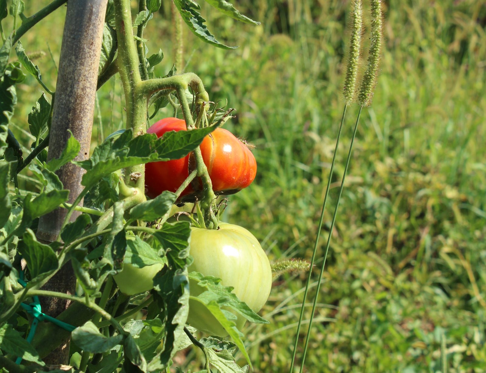 Le verdure dell'orto biologico de L'Orto delle Api